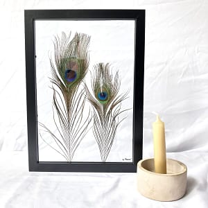 Pauwenveren 21 x 30