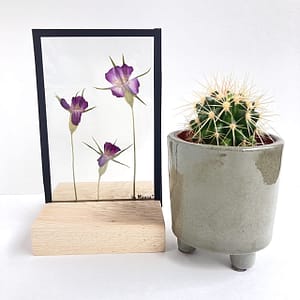 Lijst met bolderik 10 x 15