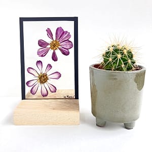 Lijst met cosmea 10 x 15