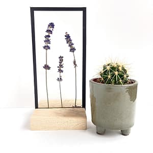 Lijst met lavendel  10 x 20