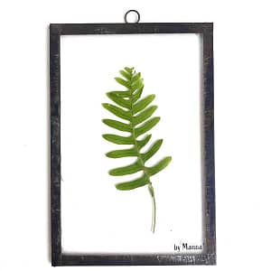 Hanglijst 10 x 15 Groene varen