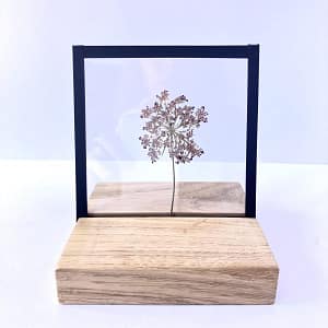 10 x 10 roze/rode schermbloem