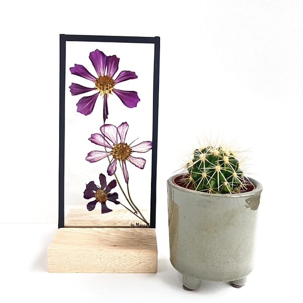 Lijst met cosmea 10 x 20