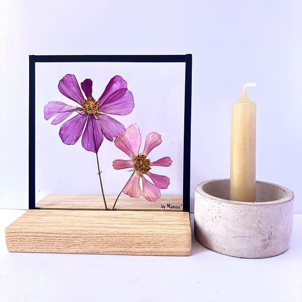 15 x 15 Roze Cosmea